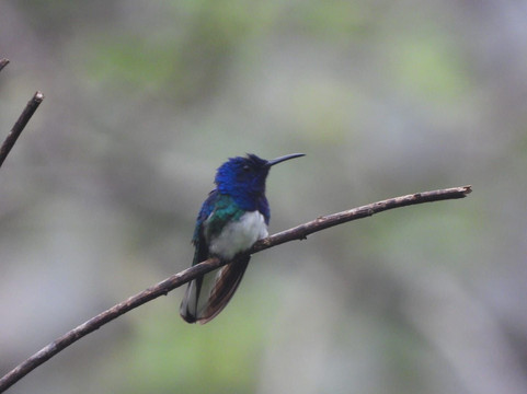 Bijagua Rainforest - Tours-Bijagua de Upala必去景点