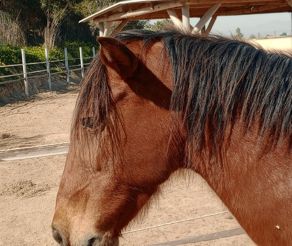 Easy Horse Care Rescue Centre-罗哈莱斯必去景点