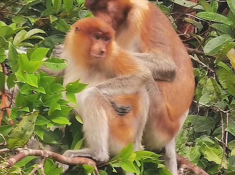 Dolphindo Tour Orangutan Tanjung Puting-Kumai必去景点