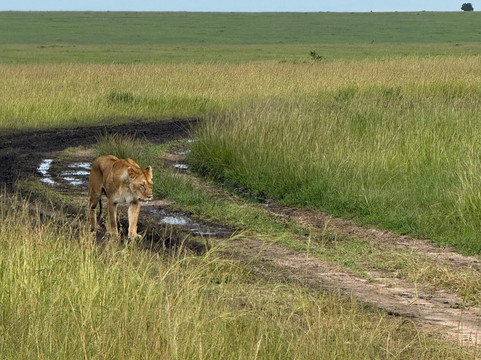JungleRoam Safaris (Kenya)-内罗毕必去景点