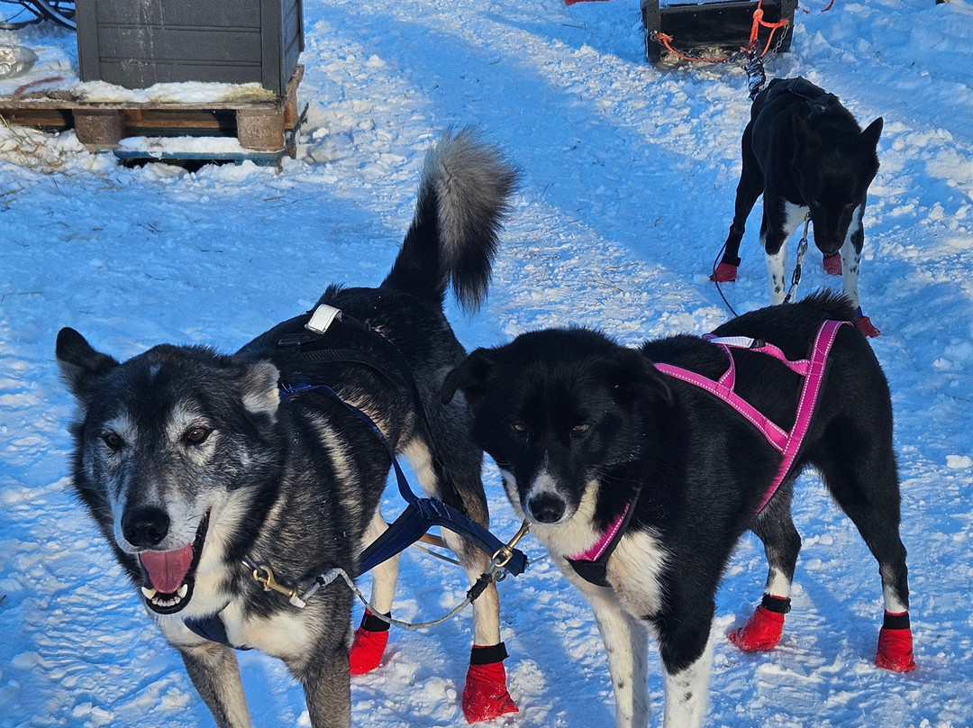 Tana Husky - Day Tours-Tana Bru必去景点