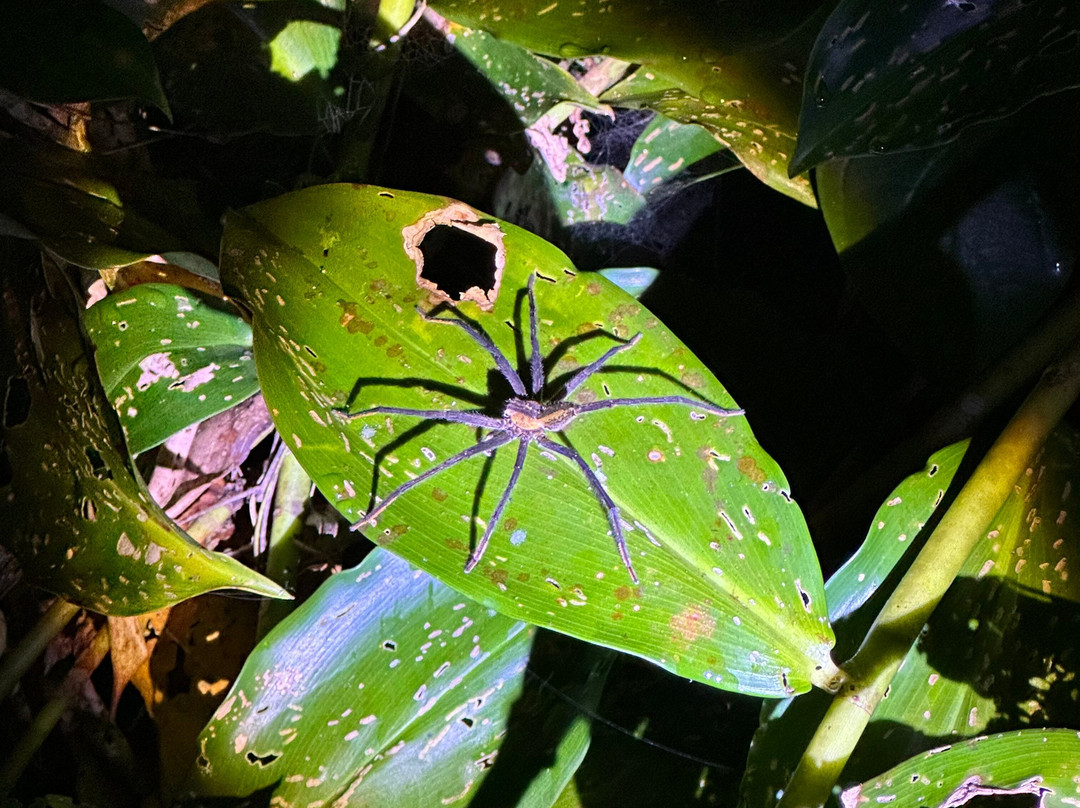 Tuanis Tour Tortuguero-托图杰多必去景点