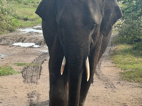 Sri Lankan Safest Driver-Padukka必去景点