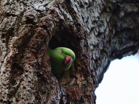 Bromley Palace Park-布罗姆利必去景点