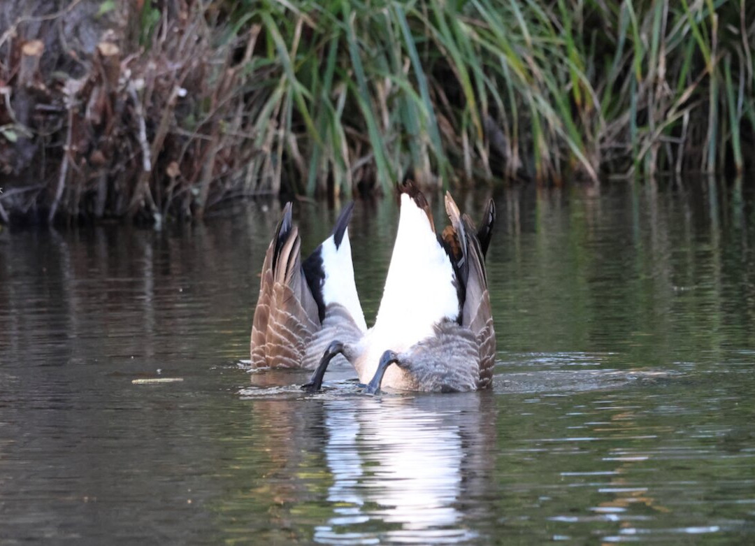 Bromley Palace Park-布罗姆利必去景点