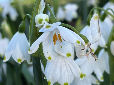 Chartwell-Westerham必去景点