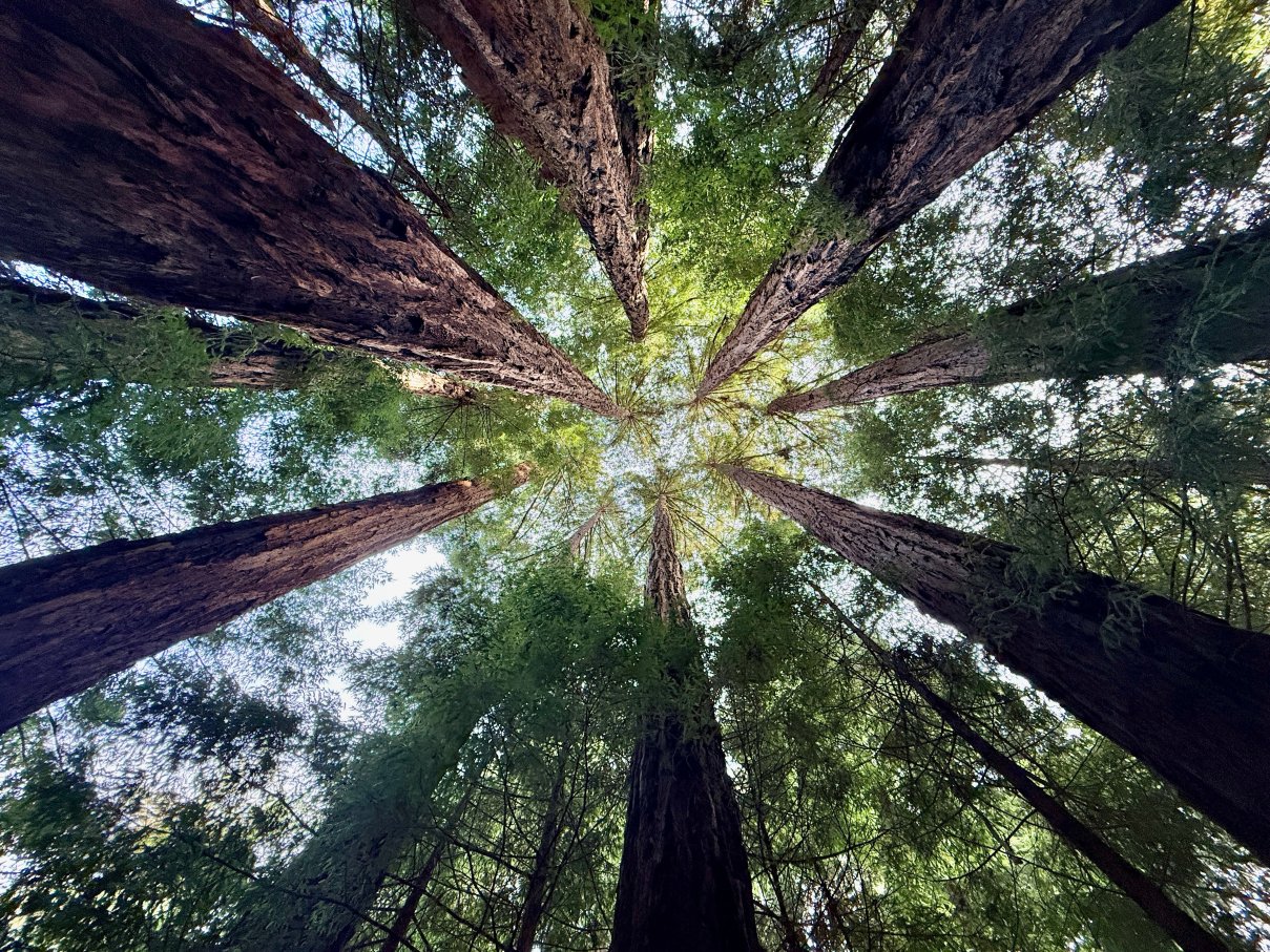 大苏尔格兰橡树酒店-官方