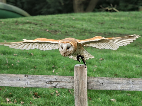 Mercer Falconry Raptor Park-Farnsfield必去景点