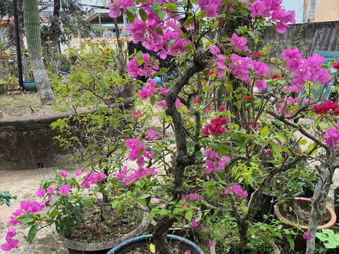 Binh Thuy Ancient House-芹苴必去景点