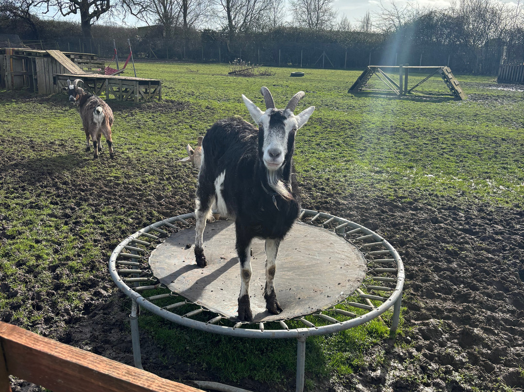 Ark Wildlife Park & Exotic Animal Sanctuary-Stickney必去景点