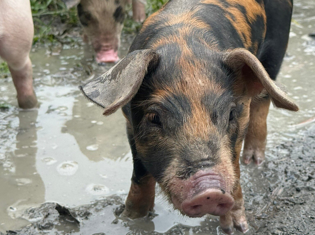 White Beach-巴顿港必去景点