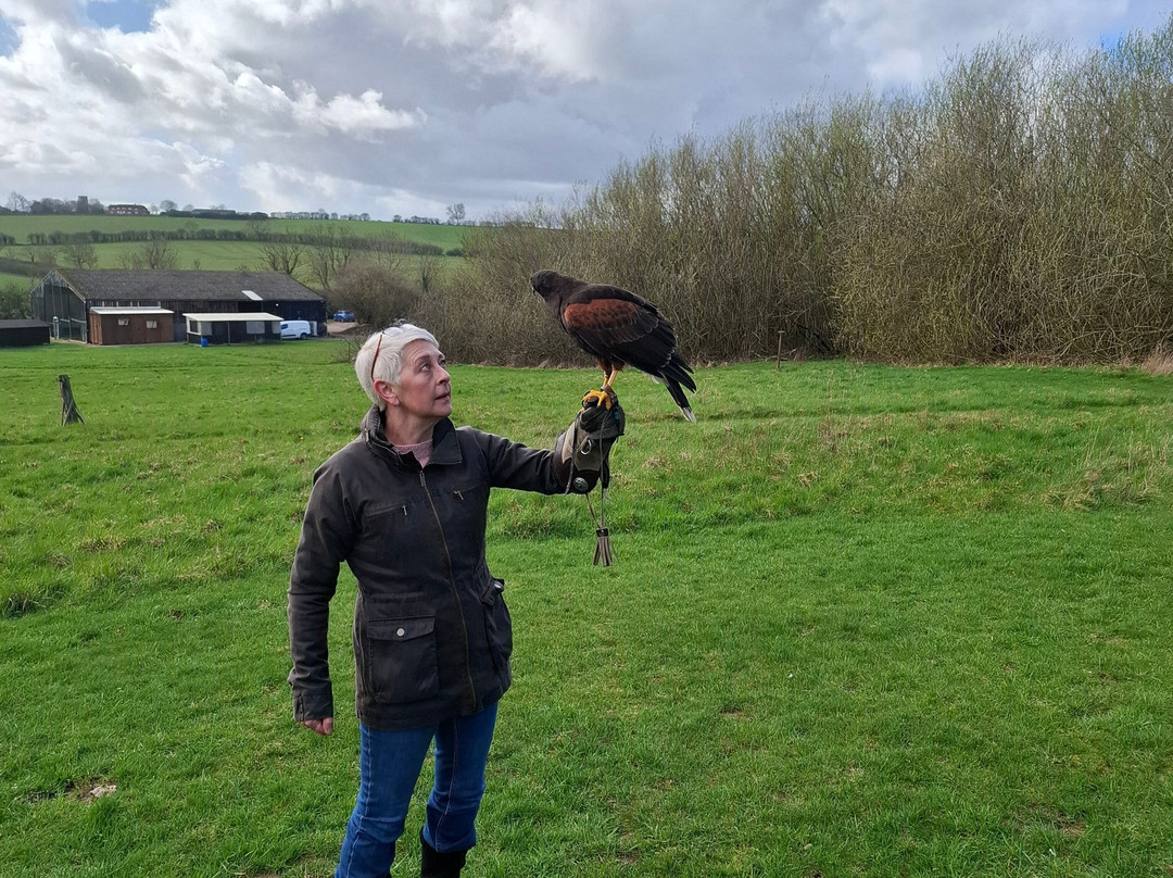 Bird on the Hand Falconry Experiences-Church Langton必去景点