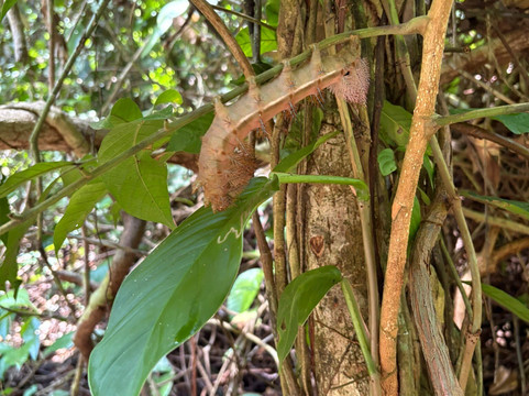 La Perla del Sur Adventures-Sierpe必去景点