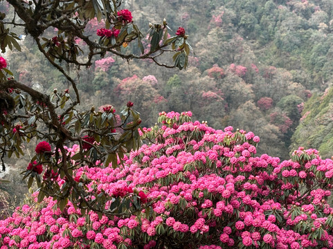 3 Sisters Adventure Trekking-博卡拉必去景点