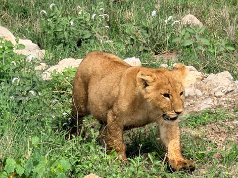 Tanzania Roadside Expeditions-阿鲁沙必去景点
