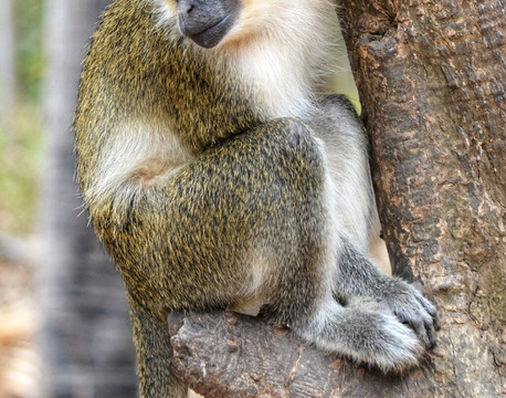 Monkey Park Senegambia-塞瑞库达必去景点