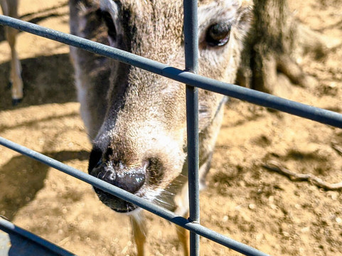 Safari Zoological Park-Caney必去景点