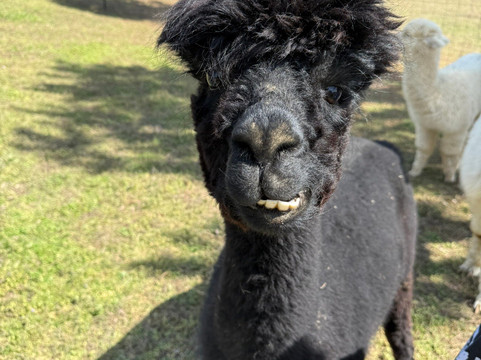 Misty Pond Alpaca and Maremmas-帕迪尤卡必去景点