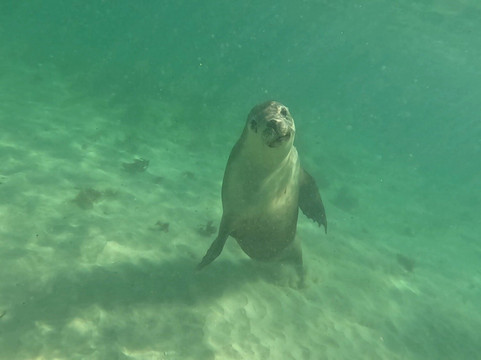 Baird Bay Experience-Bairds Bay必去景点