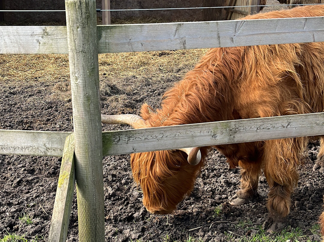 Matlock Farm Park-马特洛克必去景点