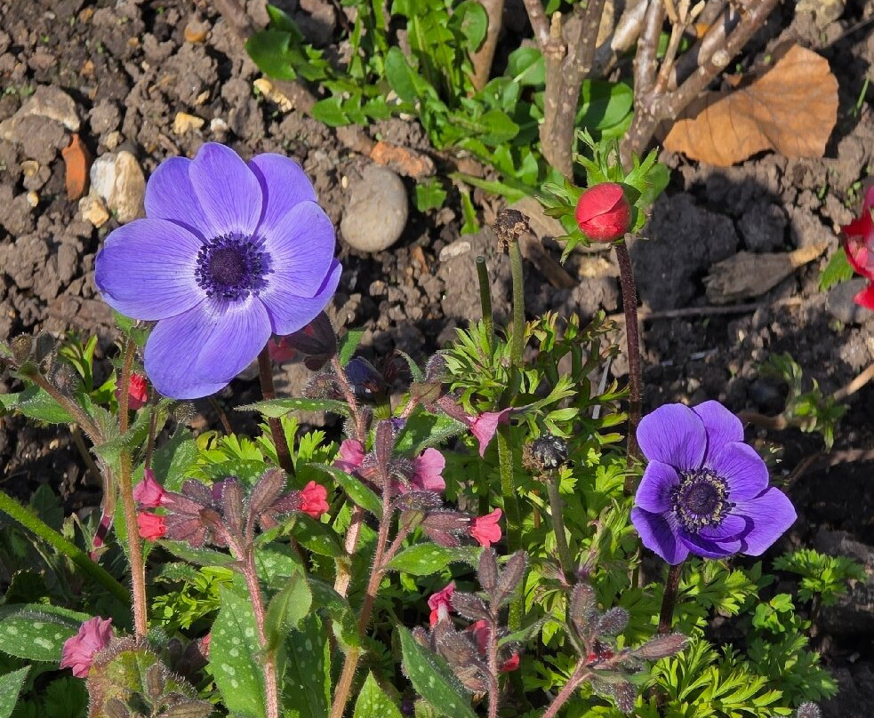 Priory Gardens-奥尔平顿必去景点
