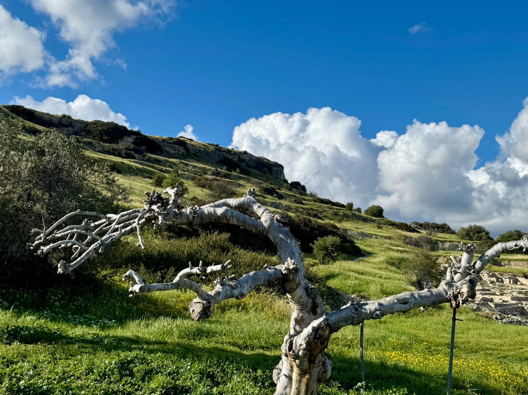 Amathus Ruins-Agios Tychon必去景点