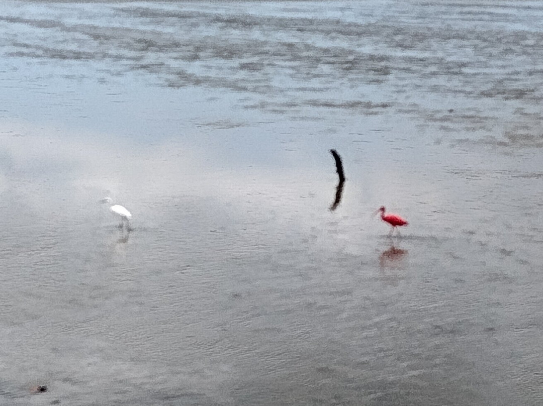 Caroni Bird Sanctuary-Caroni必去景点