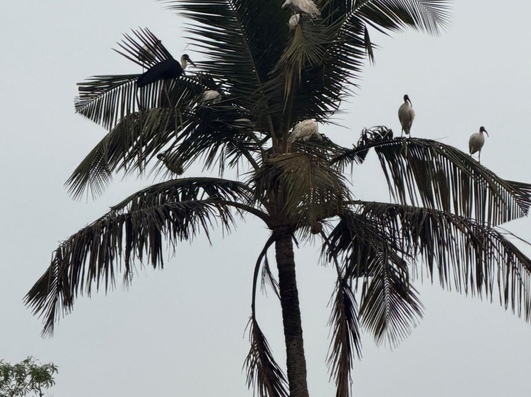 Shiva's Birdwatching Walking Tour-奔闹林必去景点
