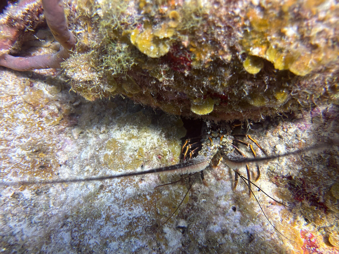 Sail A Day Excursions BVI-托土拉必去景点