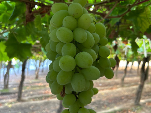 Cuatro Almas Wines-Buin必去景点