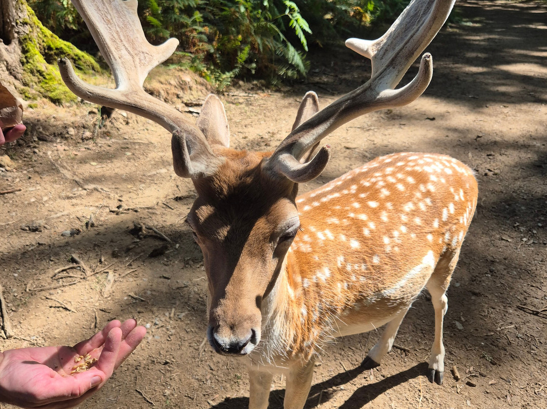 La Vallee des Daims-Junhac必去景点