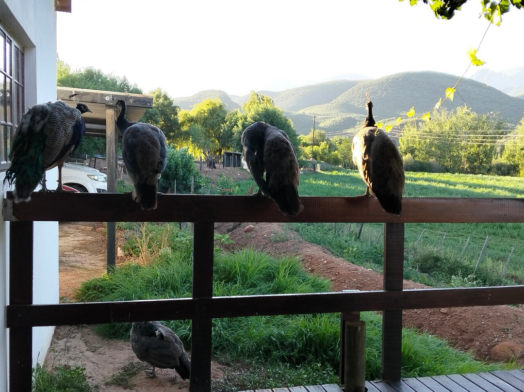 Wilgewandel Holiday Farm-奥兹洪必去景点