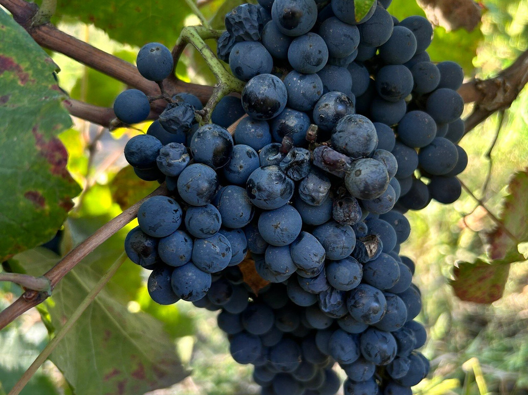 Laura Hartwig Winery-圣克鲁斯必去景点