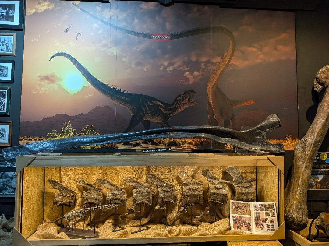 The National Dinosaur Museum-尼克斯必去景点