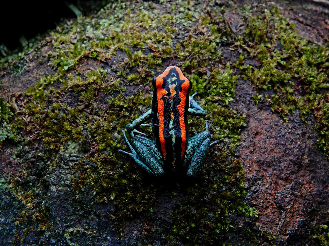 Sierpefrogs-Sierpe必去景点