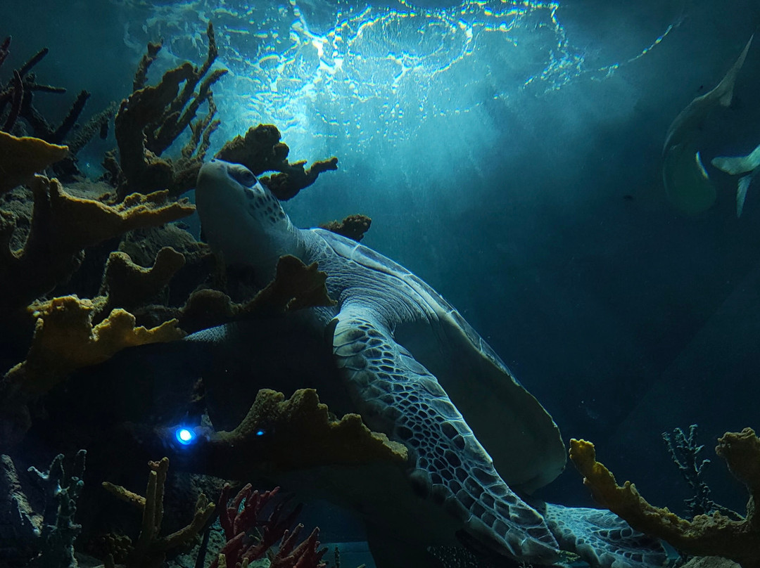 Acuario Michin Guadalajara-瓜达拉哈拉必去景点