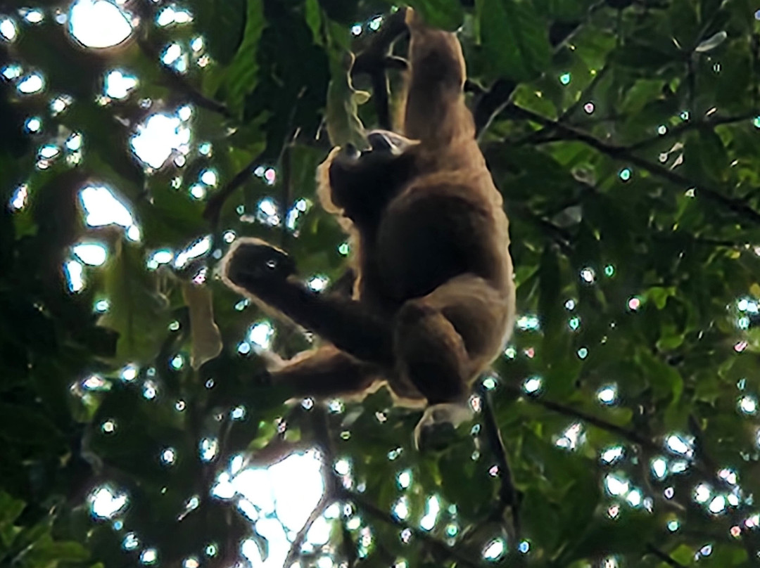 Bukit Lawang Adventure-武吉拉旺必去景点