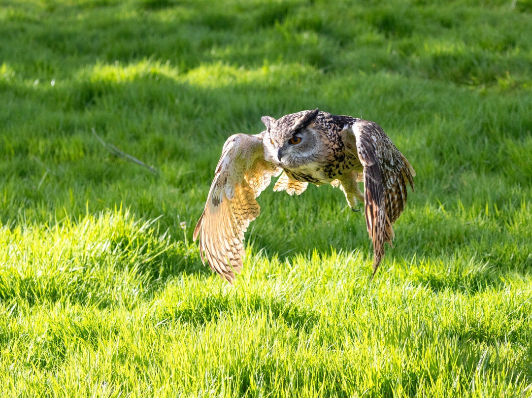 The British Bird of Prey Centre-喀麦登必去景点