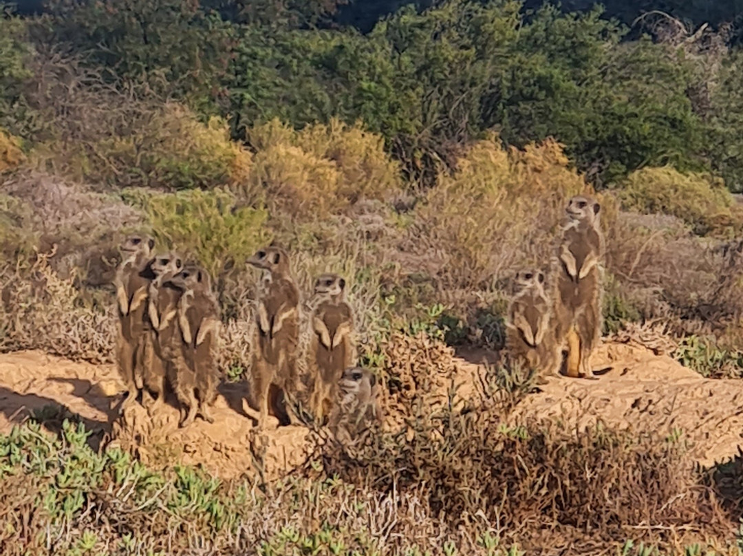Five Shy Meerkats, Meerkat Adventure-奥兹洪必去景点