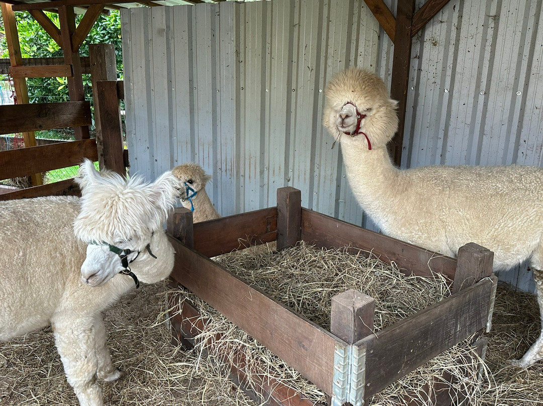 Alpacas de la Tierruca-Llanos必去景点