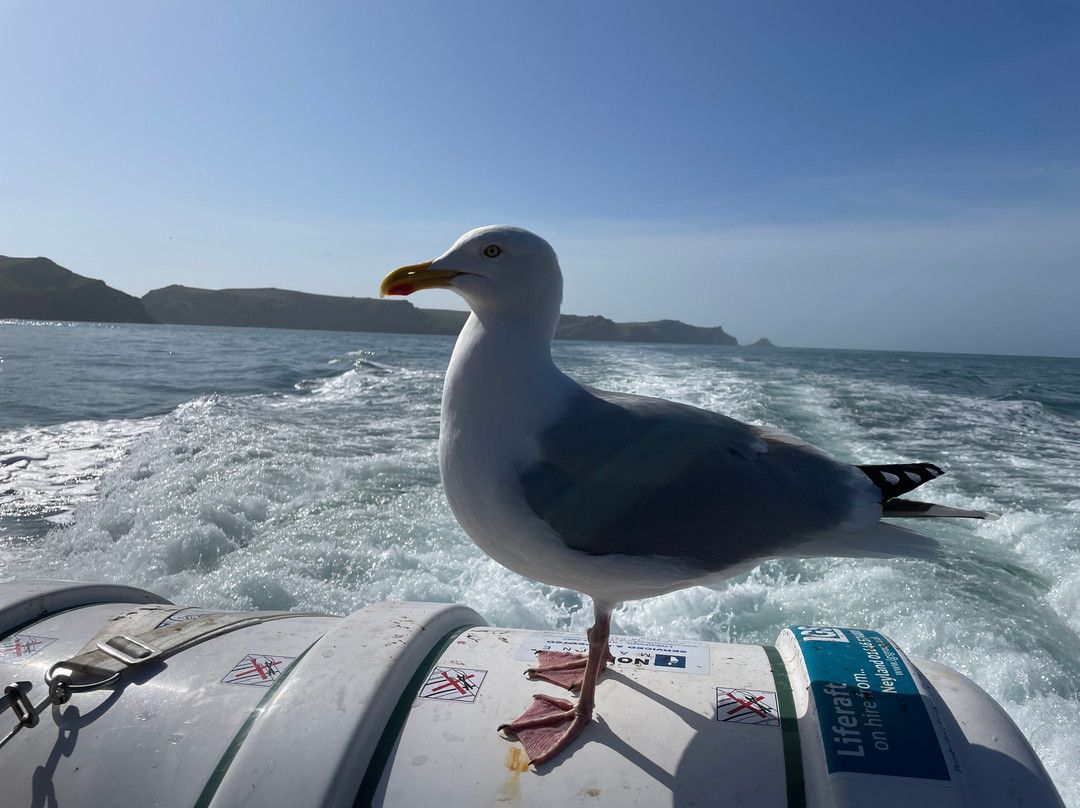Pembrokeshire Islands Boat Trips-Marloes必去景点