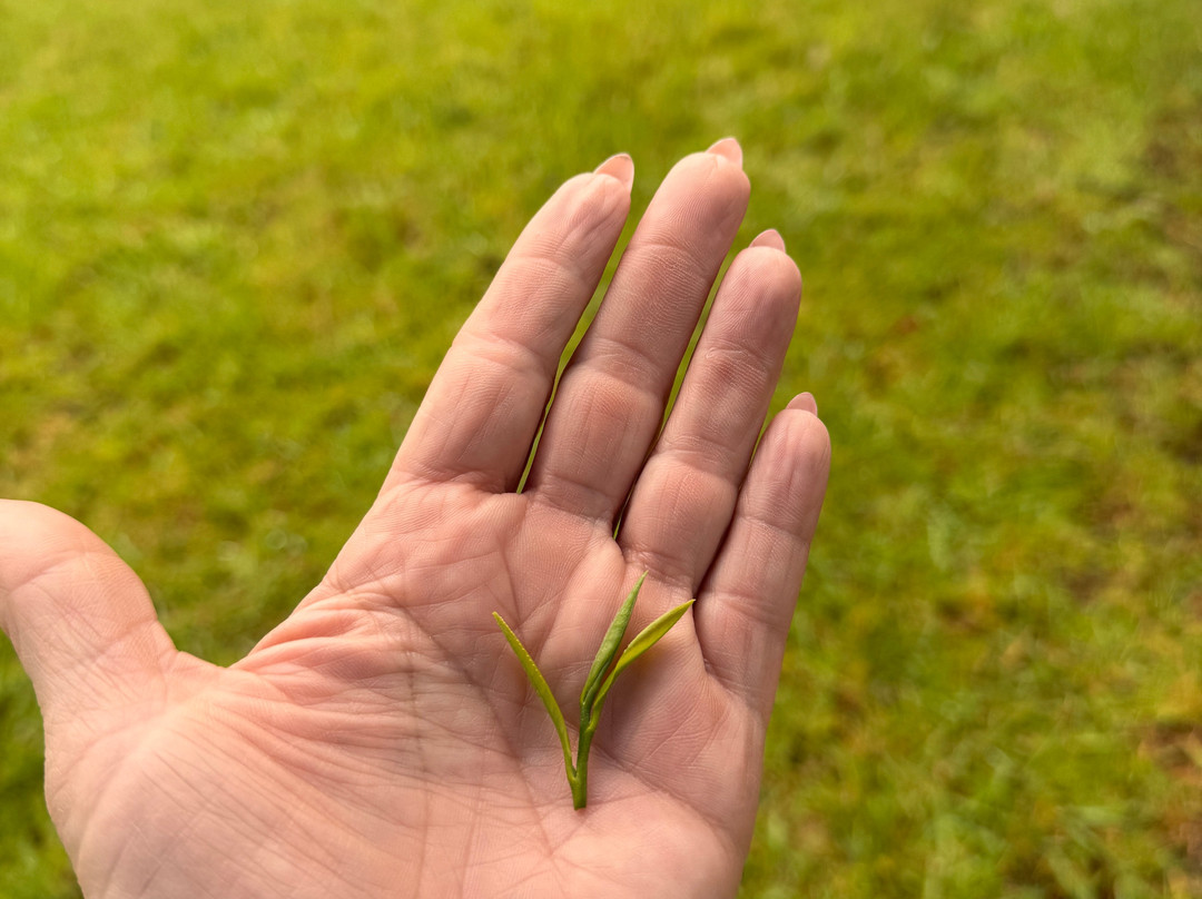 Maui Tea Farm-库拉必去景点
