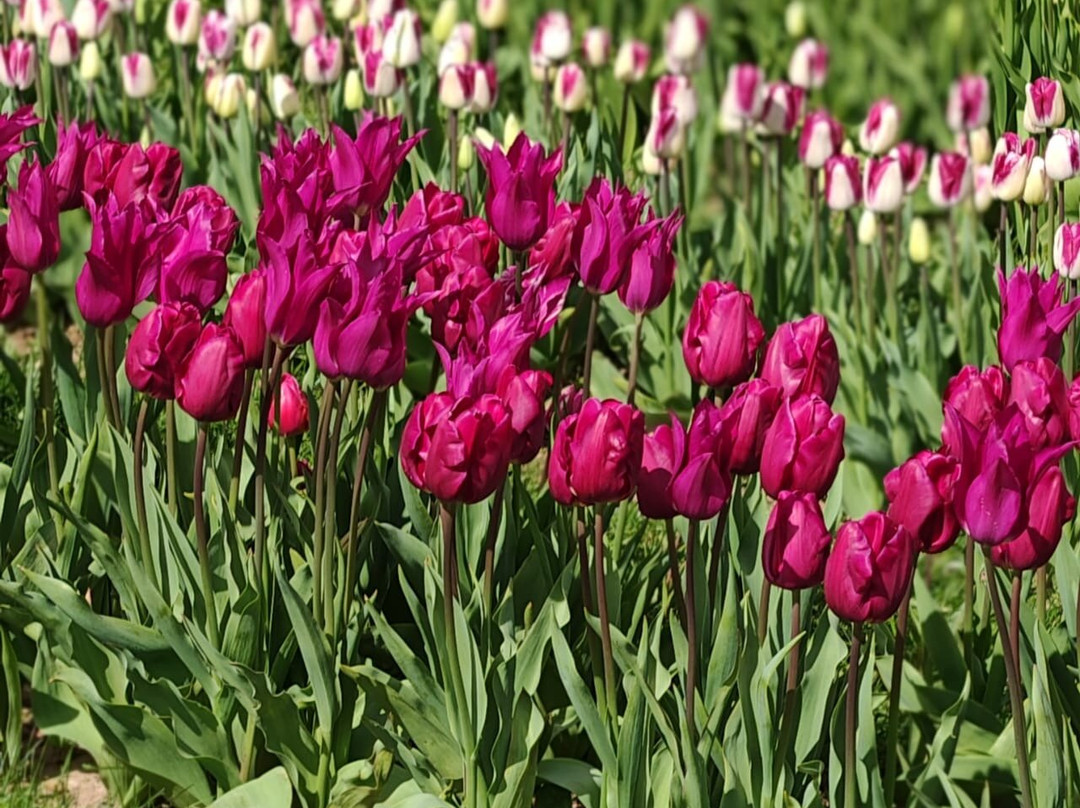 Tulleys Tulip Garden - Warwickshire-沃里克必去景点