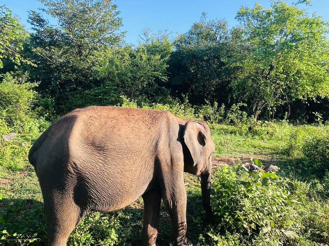 Elephant journey Safari Udawalawe-乌达瓦拉瓦必去景点