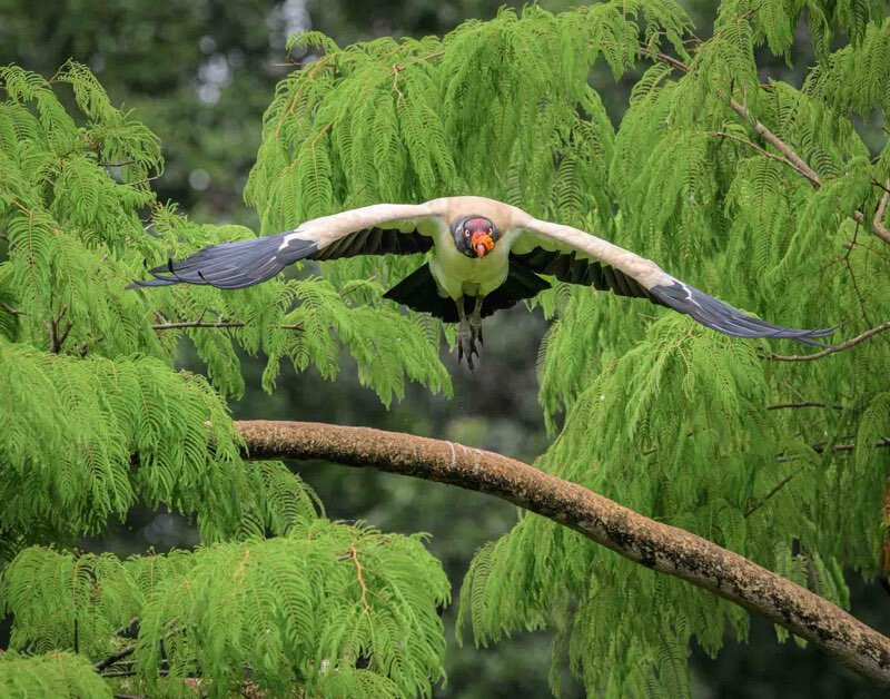 Costa Rica Focus-圣何塞必去景点