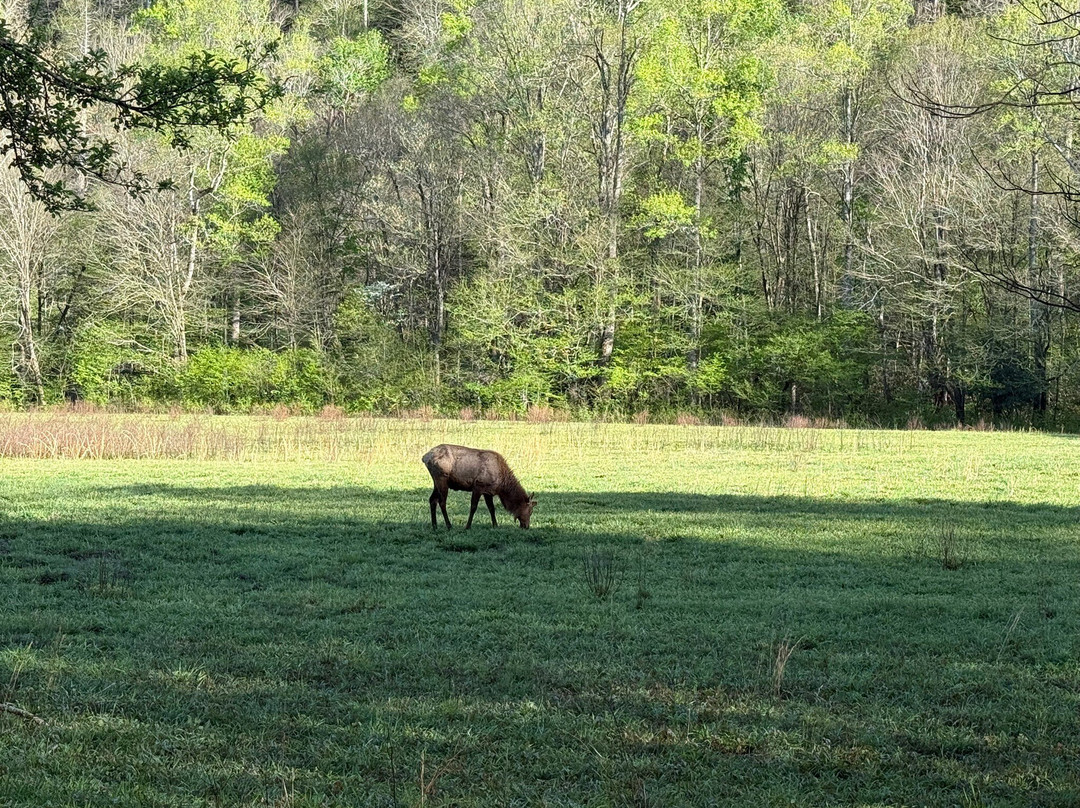 Cataloochee Valley-大雾山国家公园必去景点