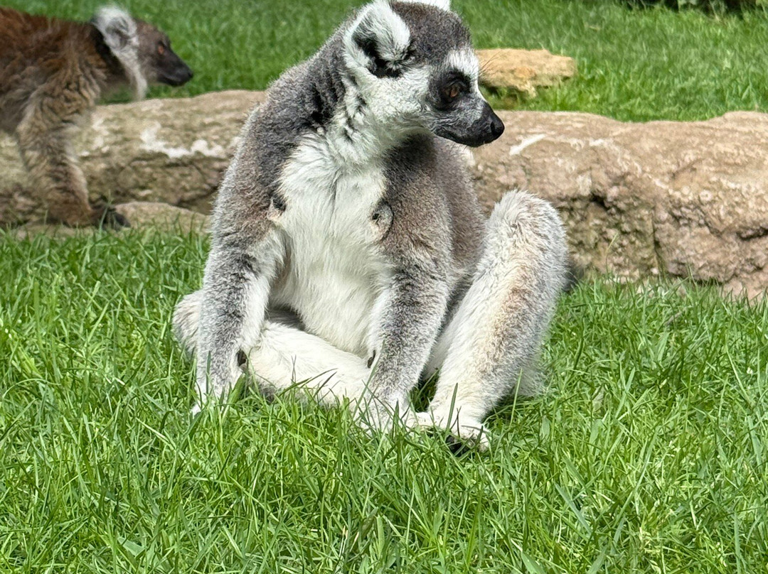 Bioparc Fuengirola-福恩吉罗拉必去景点