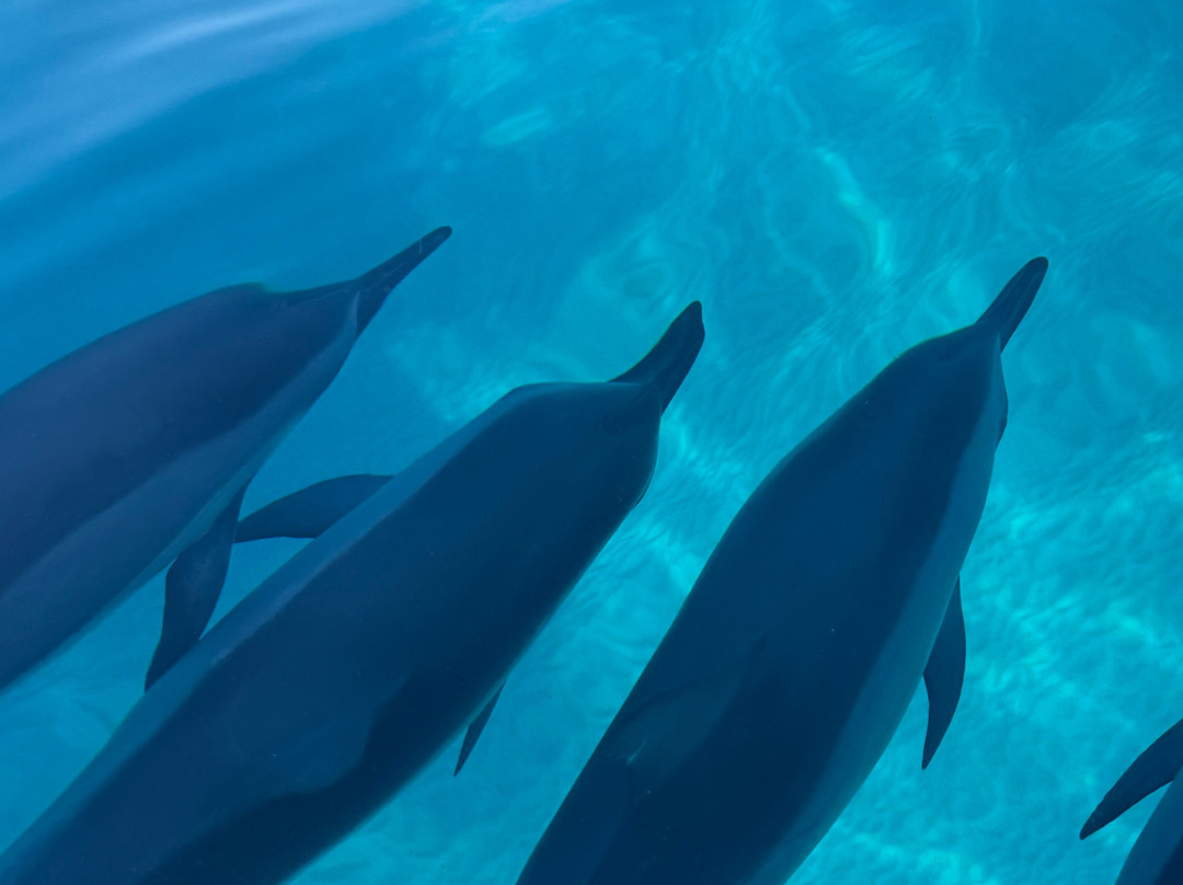 Blue Ocean Adventure Tours-科卡哈必去景点