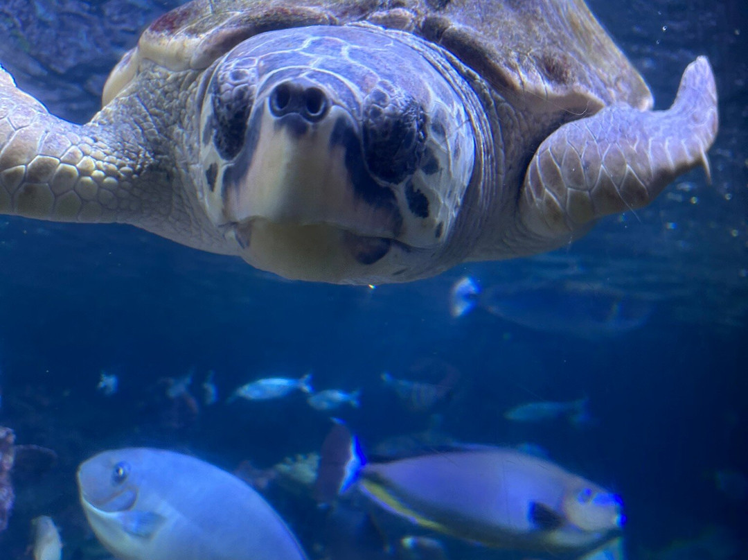 热那亚水族馆-热那亚必去景点