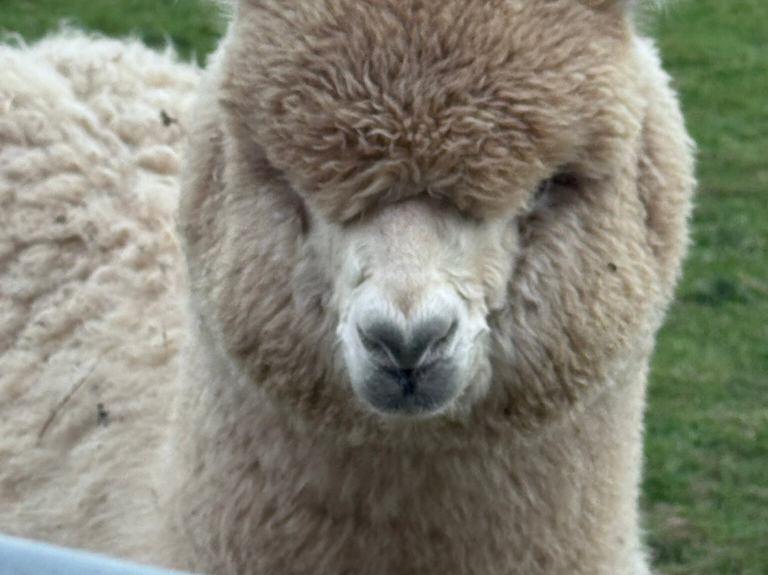 Alpaca Walking - With Spring Farm Alpacas-Fletching必去景点